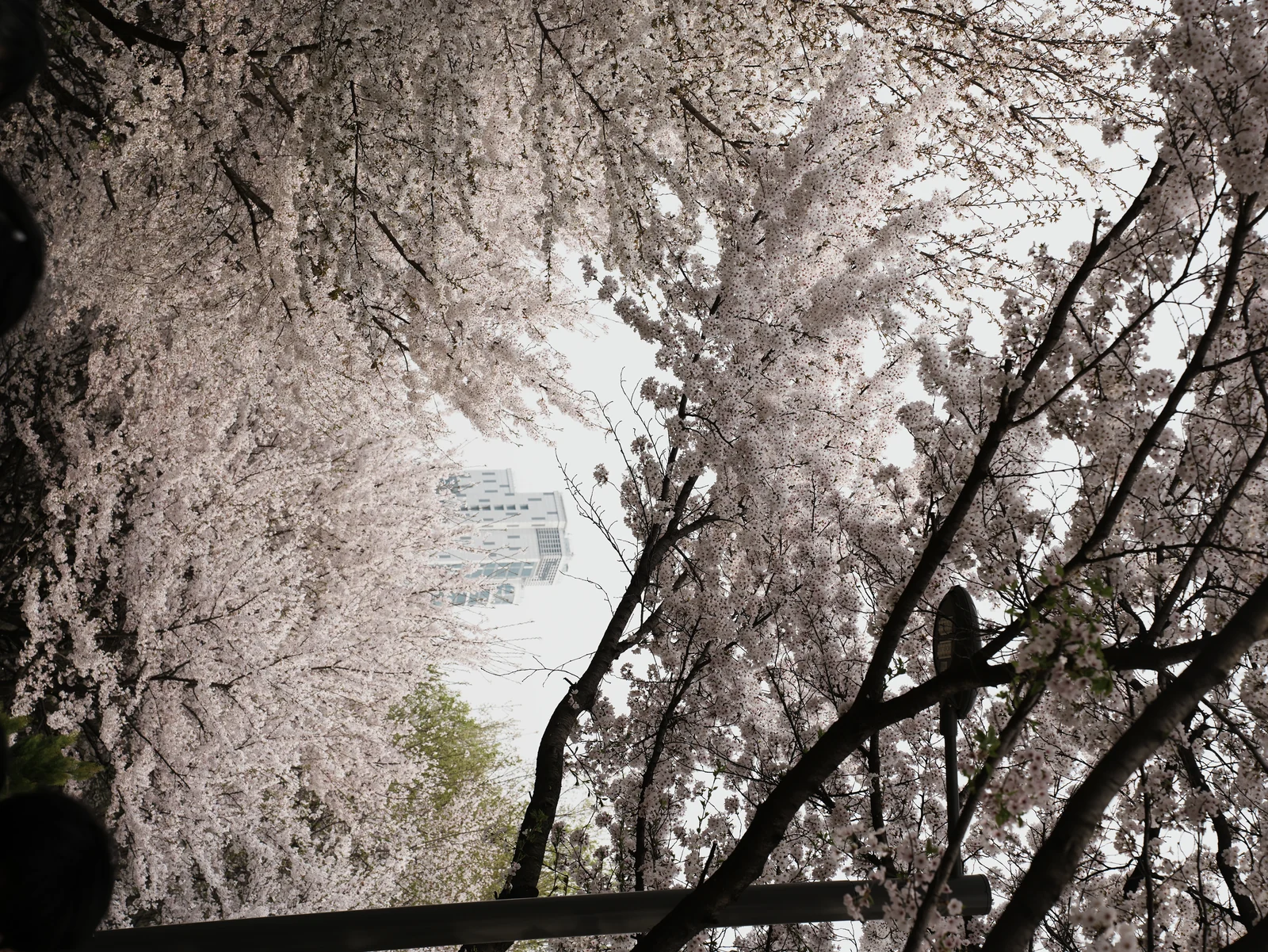 Cherry blossoms in Seoul Forest, South Korea.