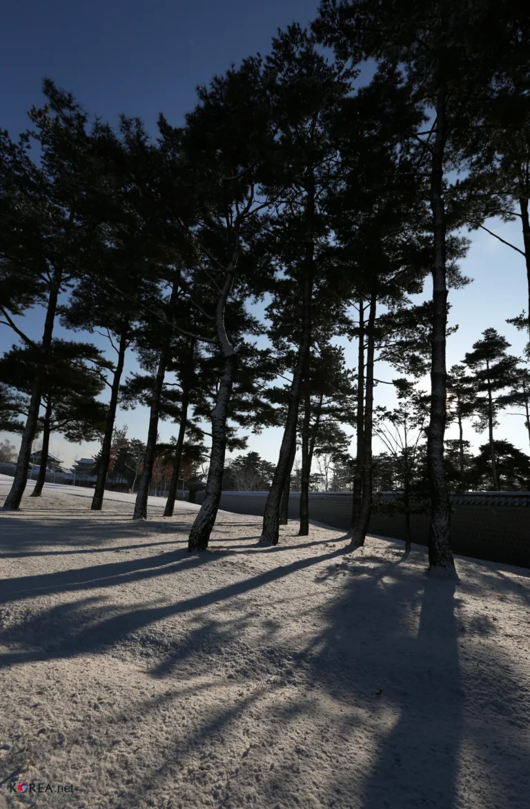 Snow-covered trees at Gyeongbokgung Palace in Seoul, South Korea.